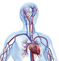cardiovascular System
